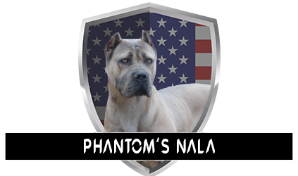 Phantoms-Nala