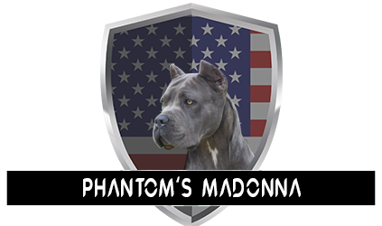 Phantoms-Madonna-2