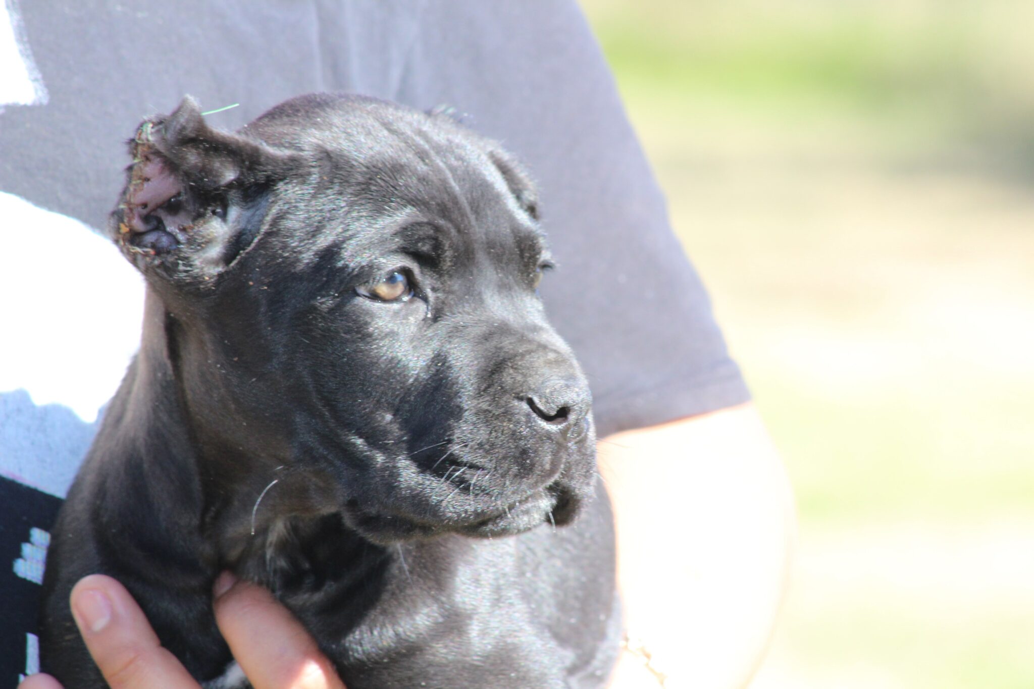 Available Litter Cane Corso Puppies Texas Phantom Corsos